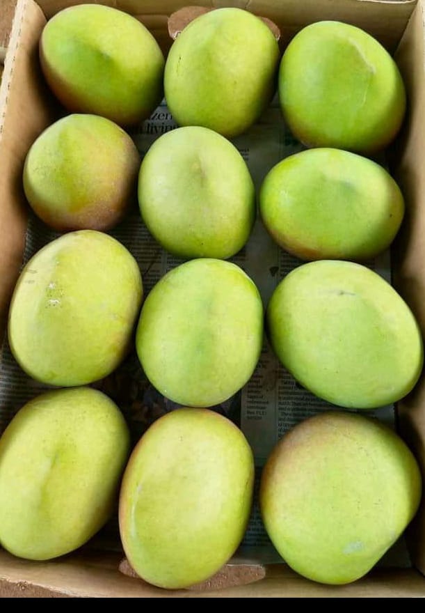 APPLE MANGO 1.jpg - Agridisk